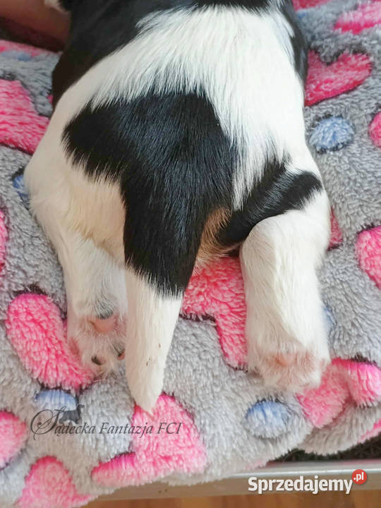 Cocker Spaniel Angielski szczenięta ZKwP Nowy Sącz