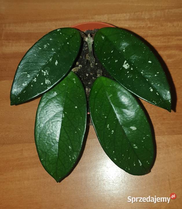 Hoya hoja kwiat rosnący mazowieckie Warszawa