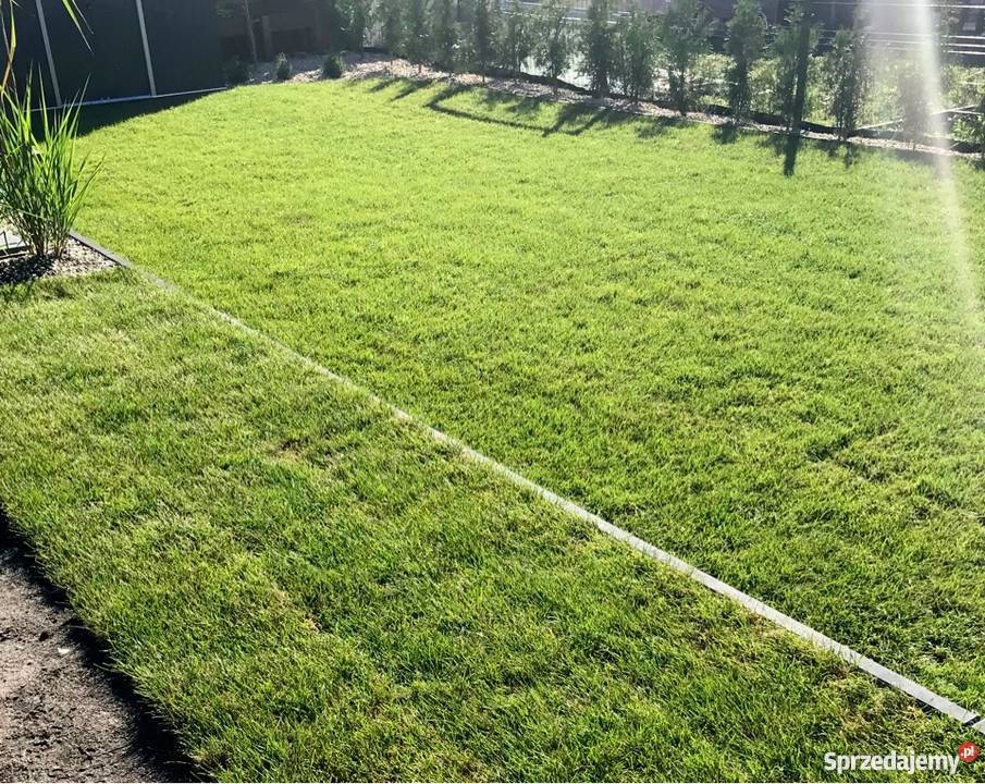 Trawa z rolki trawnik trawniki rolowane trawa w Dom i Ogród Bielsko-Biała