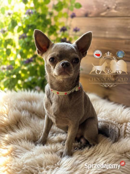Pies Chihuahua liliowy badania DNA zdrowy 2 lata Bełchatów