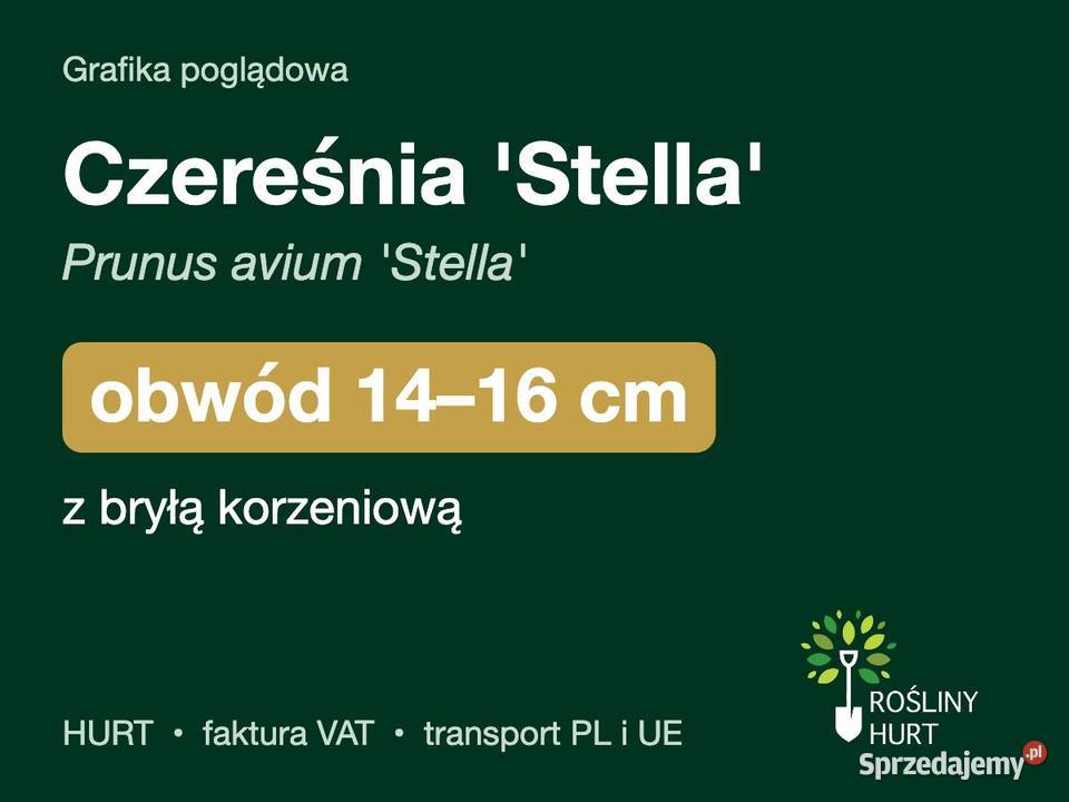 Czereśnia Stella Prunus avium obwód 1416 z bryłą
