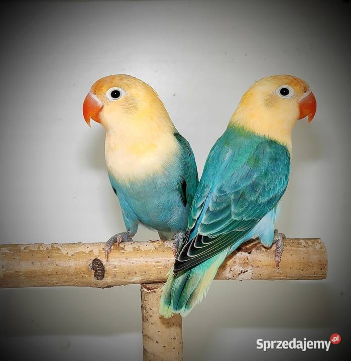 Papugi Nierozłączki Kleczanów