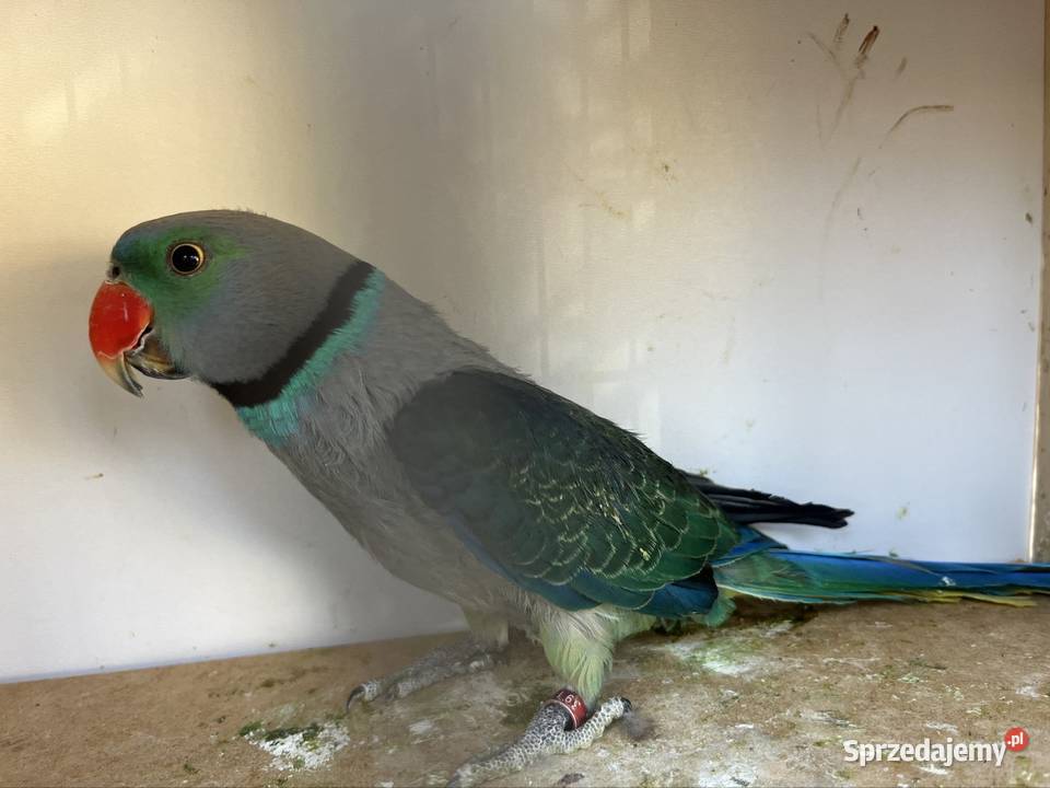 Aleksandretta Zachowice