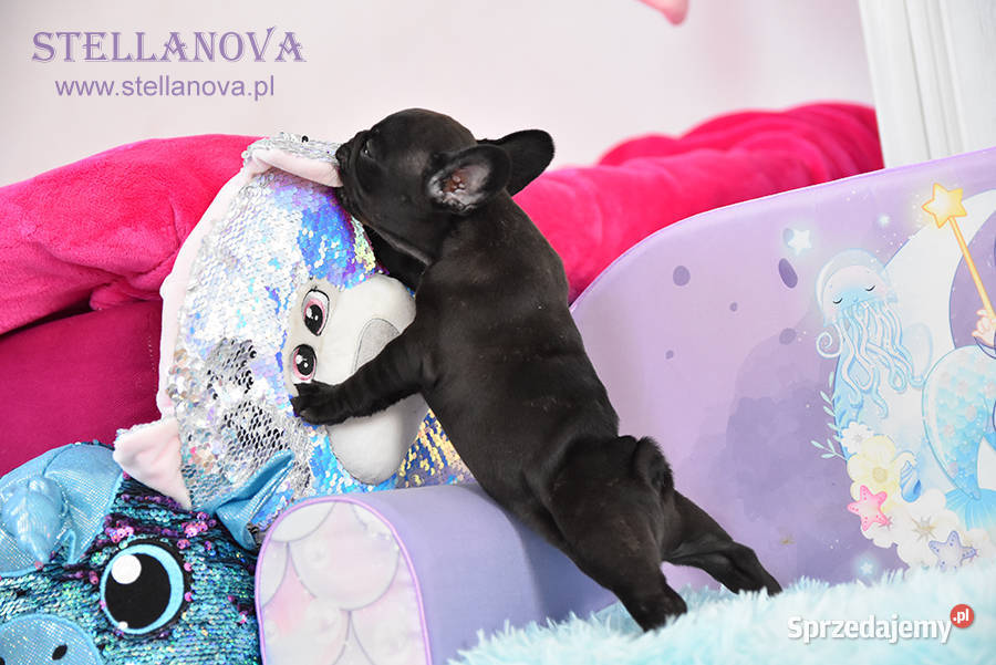 Buldog francuski szczenieta CH MŁCH Stellanova