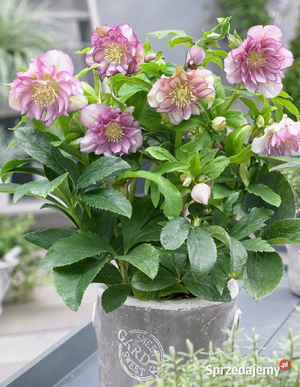 CIEMIERNIK WSCHODNI DOUBLE ELLEN PINK SPOTTED Ustronie