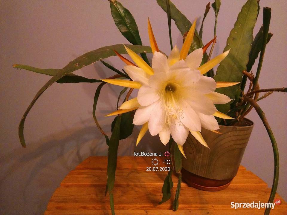 Epiphyllum epifilum kaktus Cooperi Skawina sprzedam