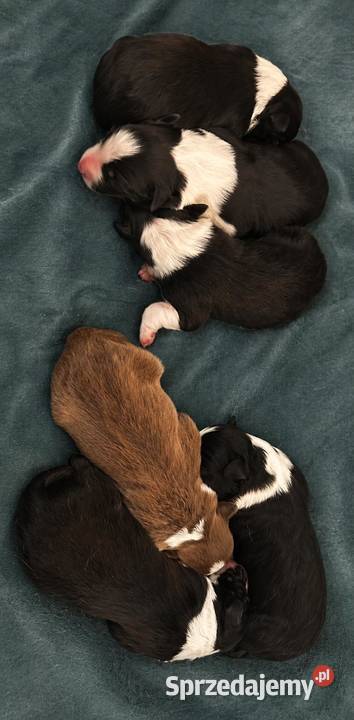 Szczeniak Border Collie