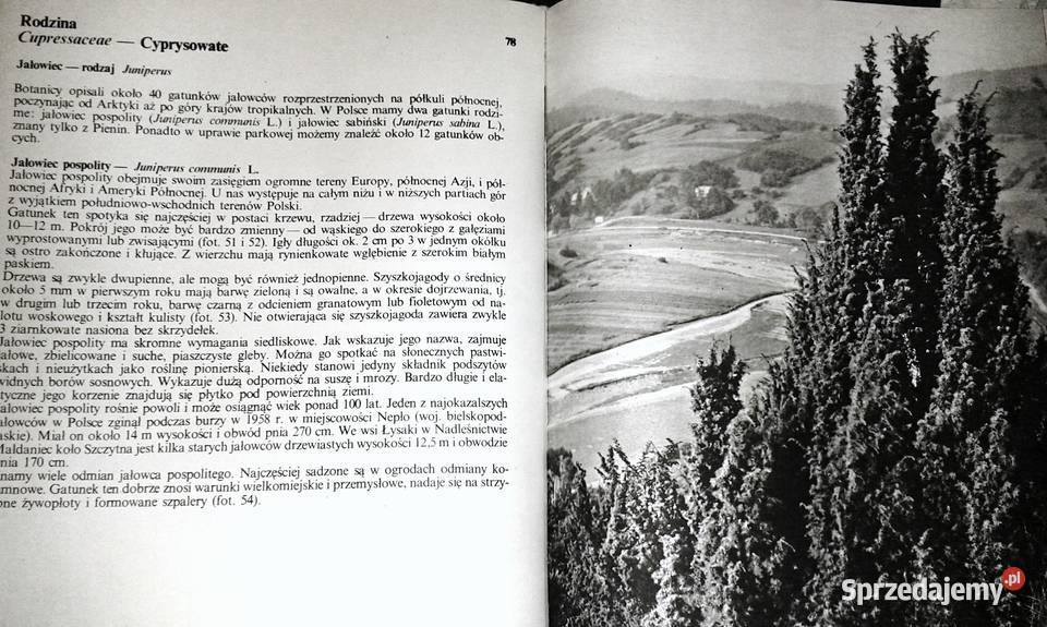 Nasze drzewa Władysław Strojny