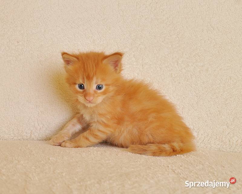Przepiękny rudeczek Maine Coon LEGALNA HODOWLA podlaskie Białystok sprzedam