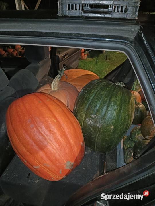 Dynia Halloweenozdobne na zupę czy przetwory Halloween Cedry Wielkie