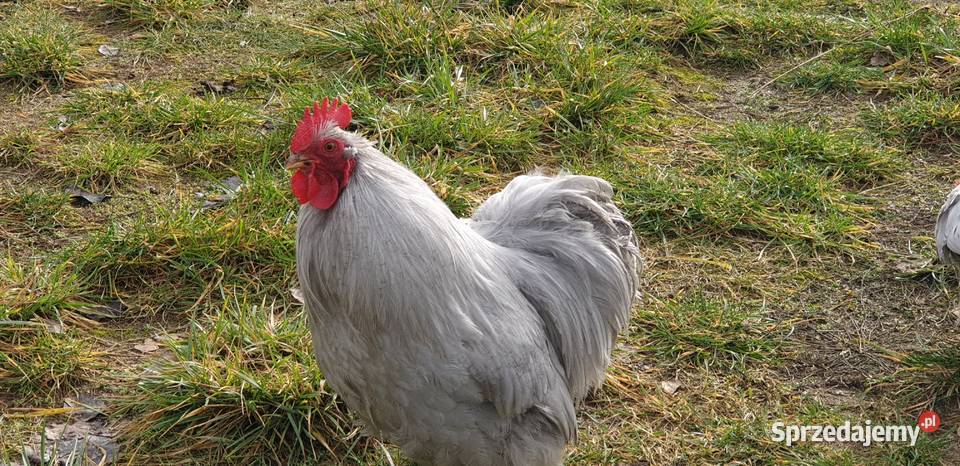 Kochiny Miniaturowe Lawendowe Pszczew