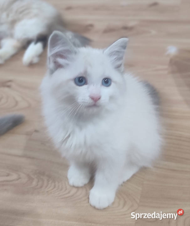 ZAZU Dumka śliczny kocurek syberyjski neva Warszawa sprzedam