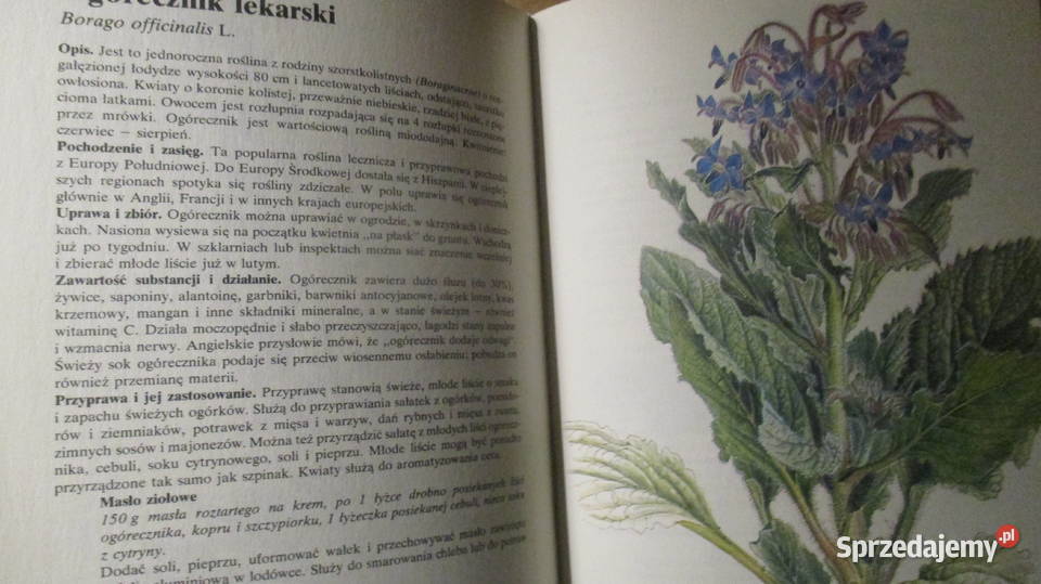 Rośliny przyprawowe Hlava Lanskaprzyprawyzioła Łódź