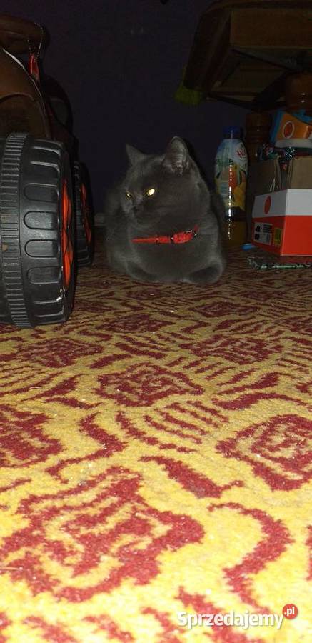 Oddam w rece kota brytyjskiego Lubaczów