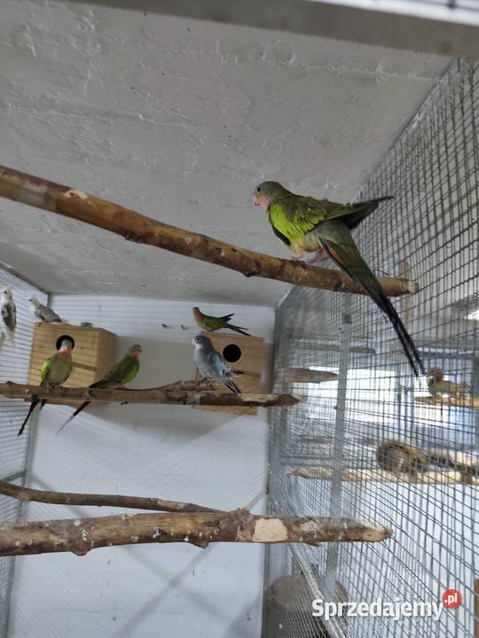 Księżniczki walii młode 2425 całe stado Ptaki Pszczyna