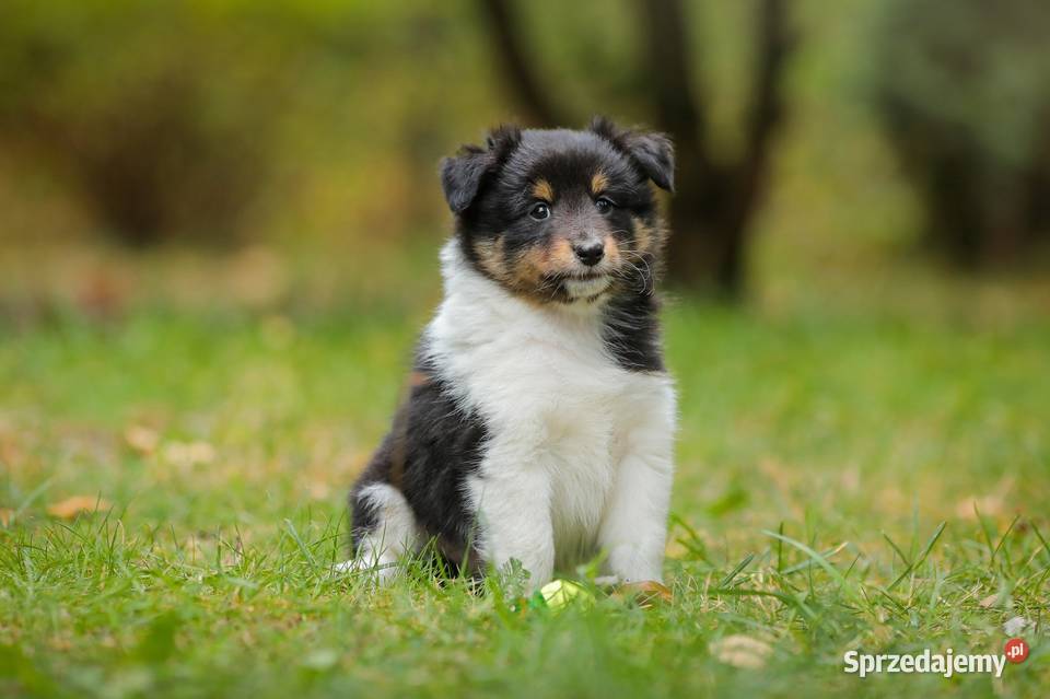 Owczarek szetlandzki sheltie nie border collie Halinów sprzedam