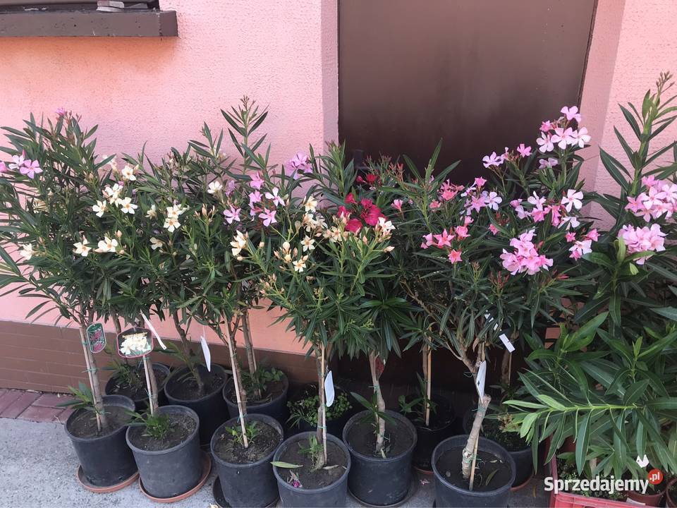 Oleander w formie drzewka w kolorach w Skawina sprzedam
