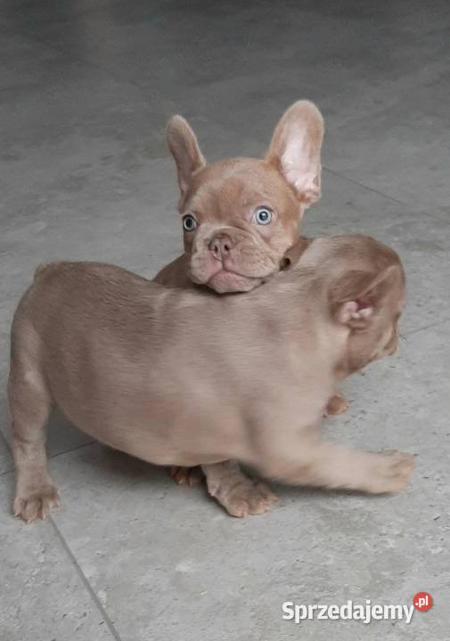 Buldog francuski piesek isabella Pabianice