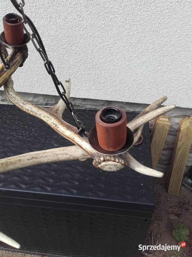 Piękny żyrandol z poroża Jelenia Gniezno sprzedam