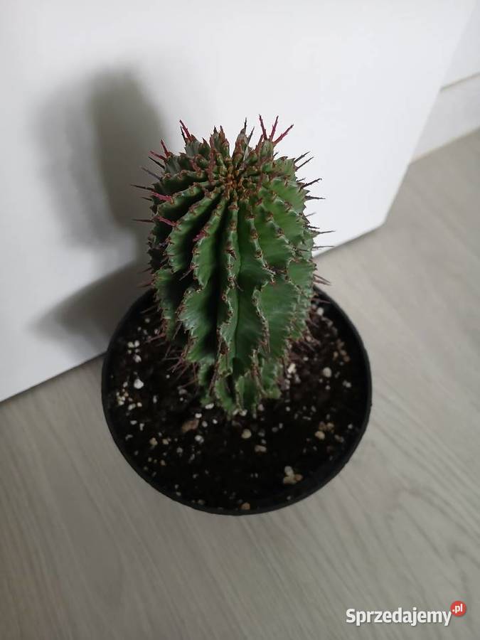Euphorbia Horrida wilczomlecz