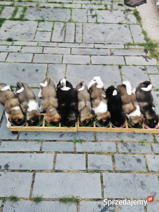 Szczenięta rasy American Akita Lublin