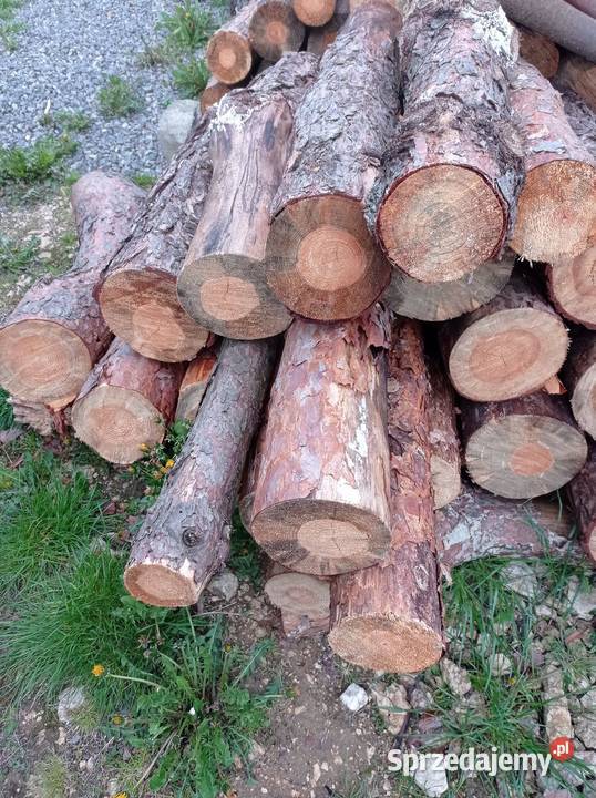 Sprzedam drzewo sosnowe i liściaste sprzedam