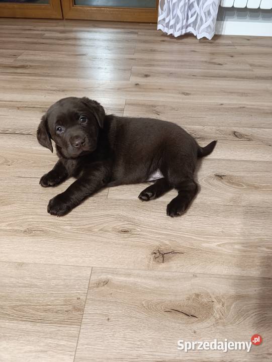 Pieski Labradora Retriever czekoladowego