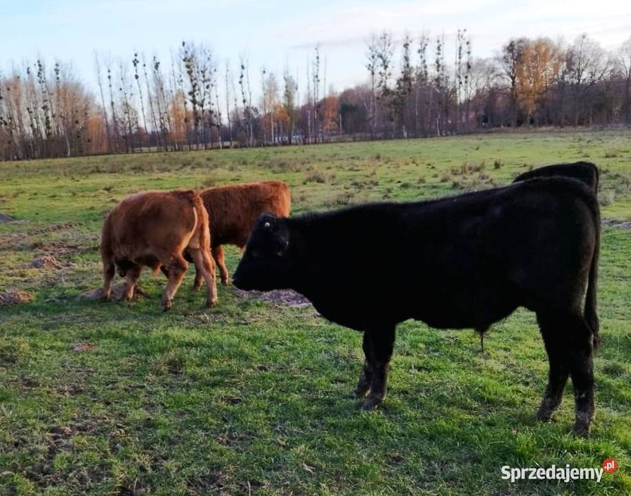 Odsadki mięsne matek byczki jałówki warmińsko-mazurskie Orneta