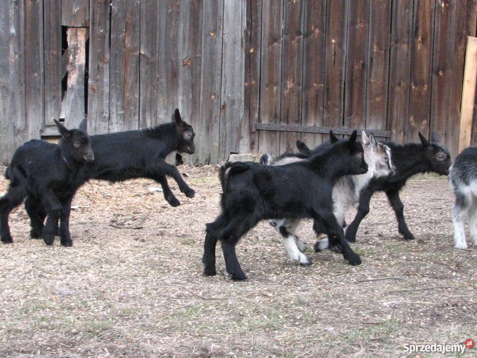 TANIO Młode KOZY kózki koźlęta koziołki capki Janów