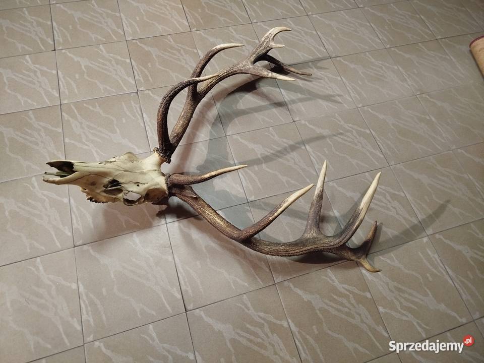 Poroże Wieniec Jelenia Pozostałe Augustów