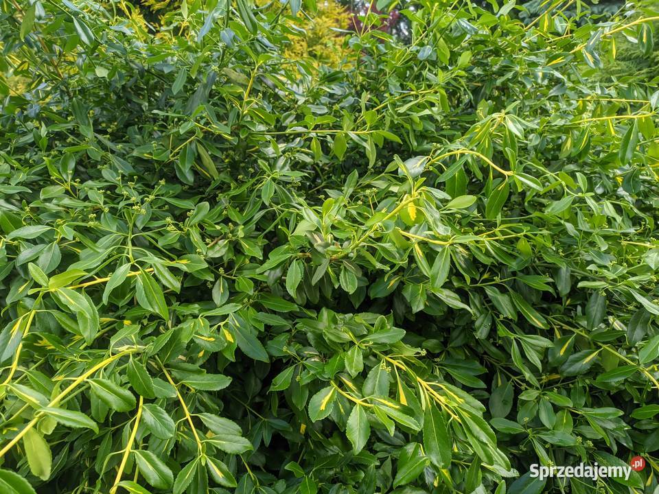 Trzmielina Sunspot sztobry