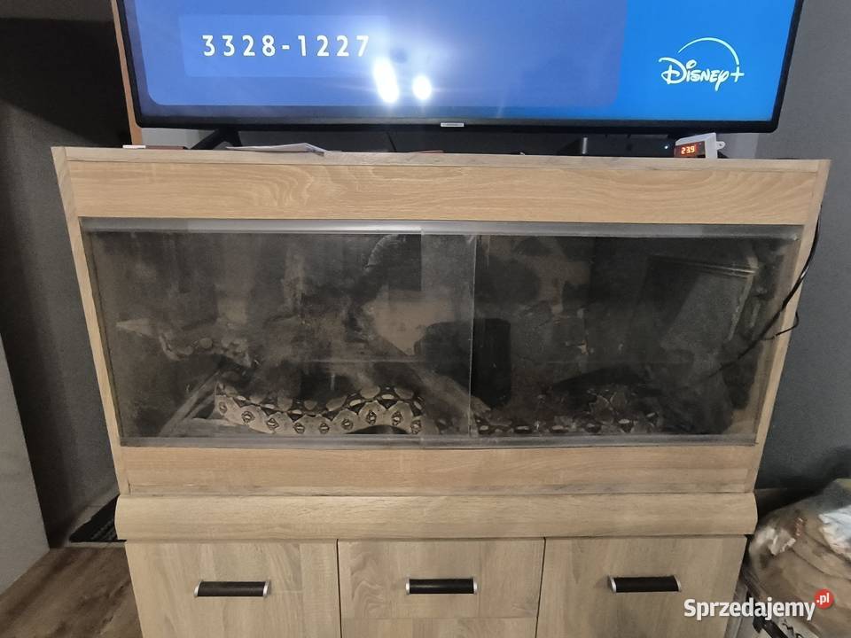 Boa Cesarski Boa imperator Terrarium Nysa