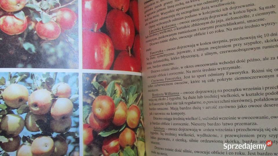 Działka moje hobby działka ogród ogrodnictwo dom i ogród Łódź