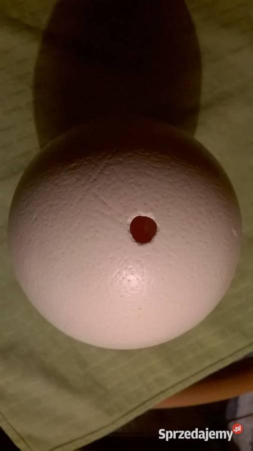 Jajo strusia strusie jajo strusia wydmuszka Warszawa sprzedam