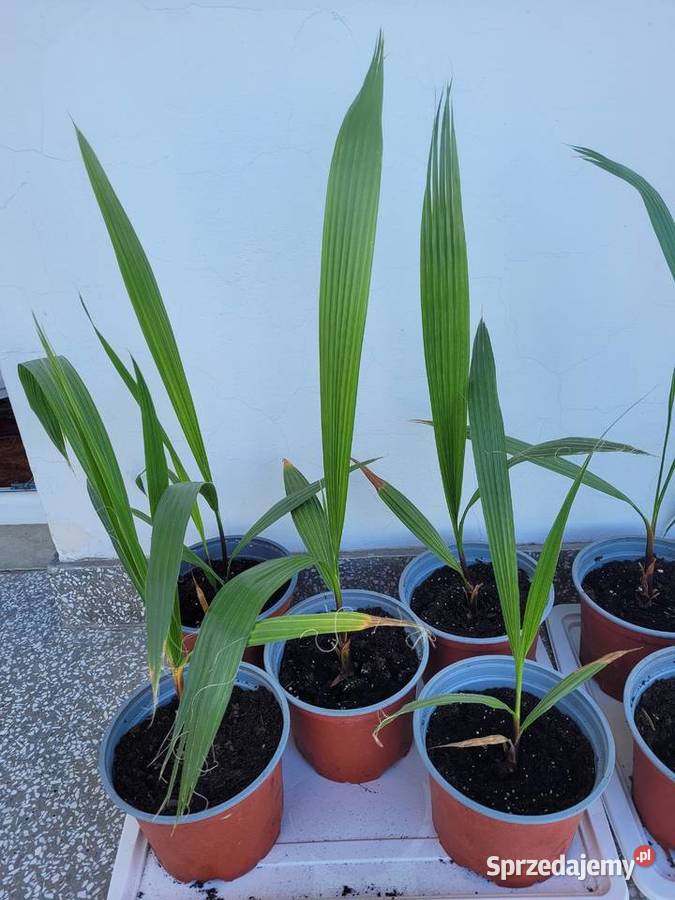 Palma Waszyngtonia Robusta Radzymin sprzedam