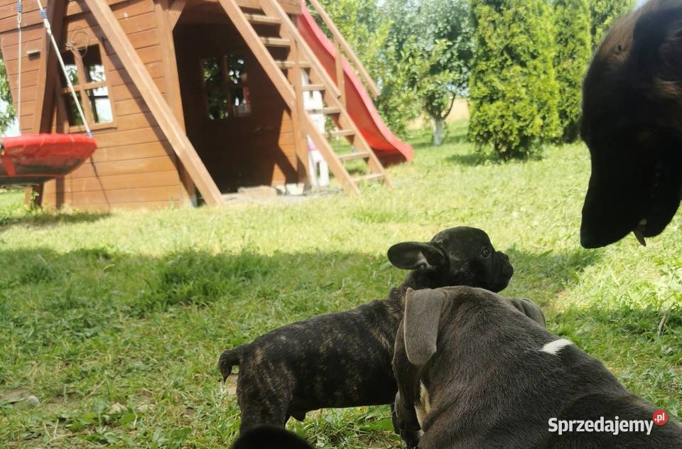 Buldog francuski Chełmno