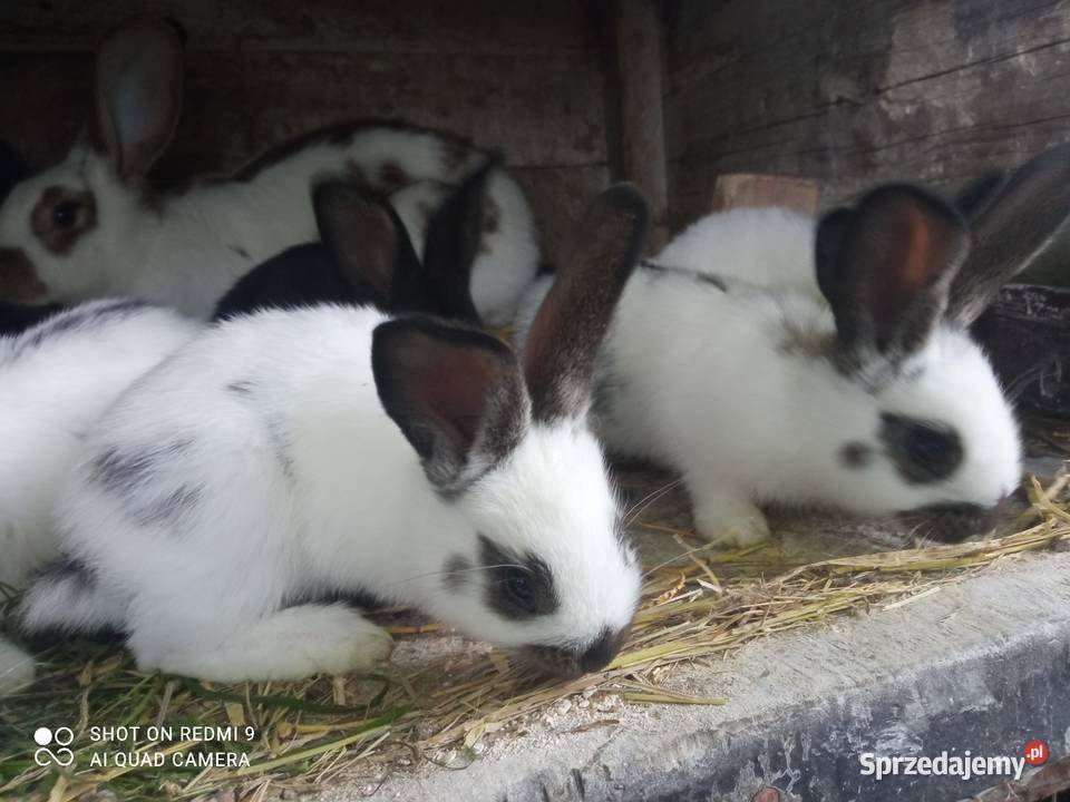 Sprzedam króliki Ogorzeliny