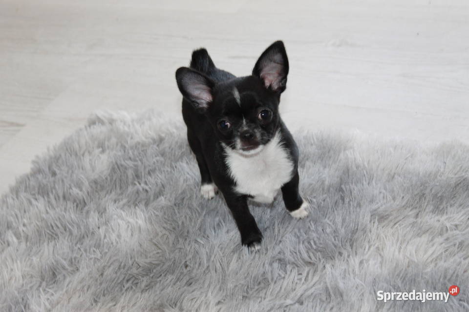 Chihuahua krótkowłosa sunia ZKwP FCI Świnoujście