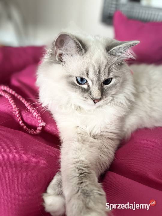 Kocurek ragdoll Ragdoll Kalisz