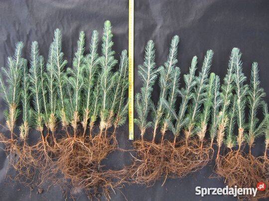 świerk srebrny serbski na choinki wielkopolskie Zamęty