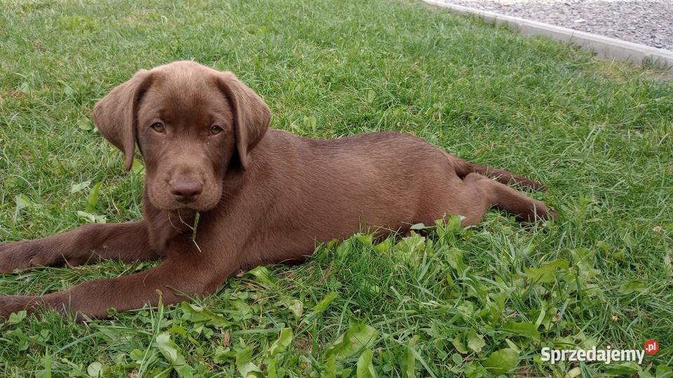 Lablador Retriever podkarpackie Tarnobrzeg