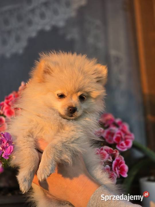 Szpic miniaturowy pomeranian łódzkie Laski