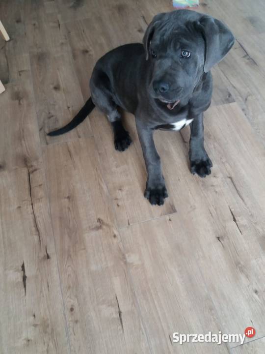 Szczeniak Cane Corso Blue Bełżyce