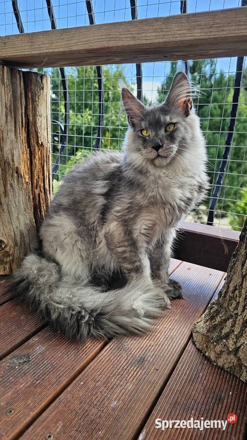Piękny czarny dymny kocur FPL Maine Coon Gdańsk sprzedam