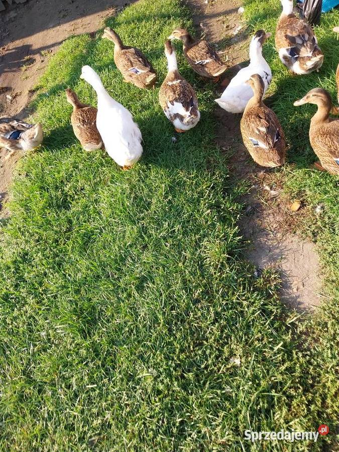Kaczki staropolskie mix staropolskie khaki