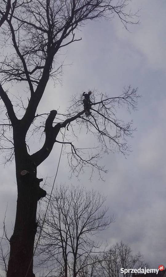wycinka i pielęgnacja drzew Wołomin sprzedam