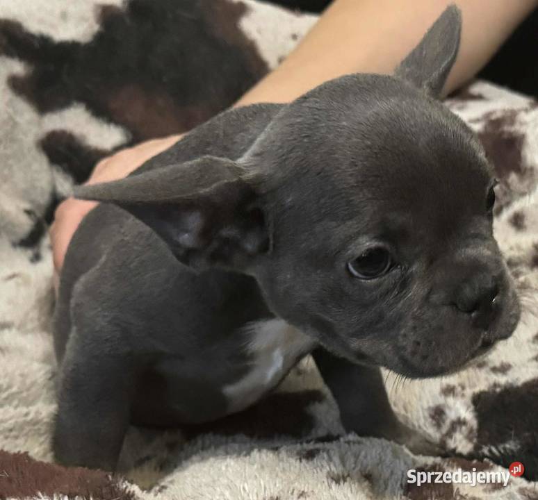 Buldog francuski szczeniaki buldoga francuskiego mazowieckie Sierzchów