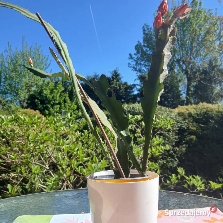Epiphyllum epifilum kaktus sukulent domowy Nowy Sącz