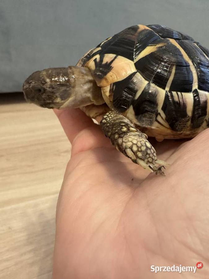 Żółw grecki lądowy Testudo Hermanni Gady i płazy