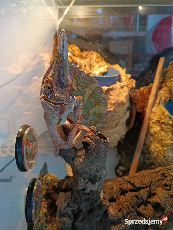 Kameleon jemeński samiec Kotórz Mały